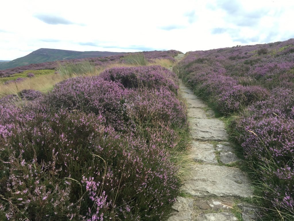 The path surrounded by Heather